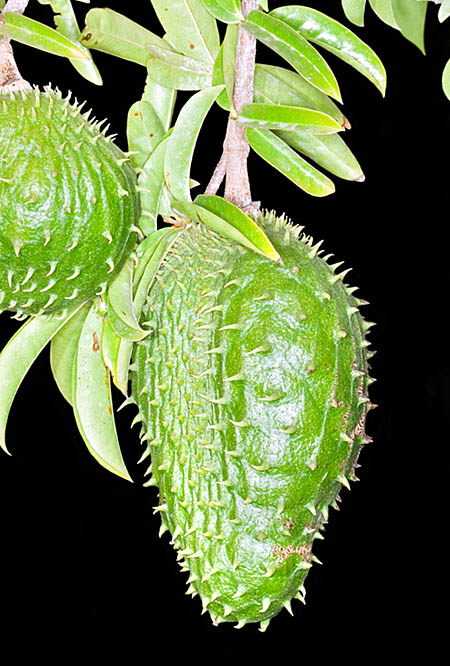 Annona muricata © Giuseppe Mazza