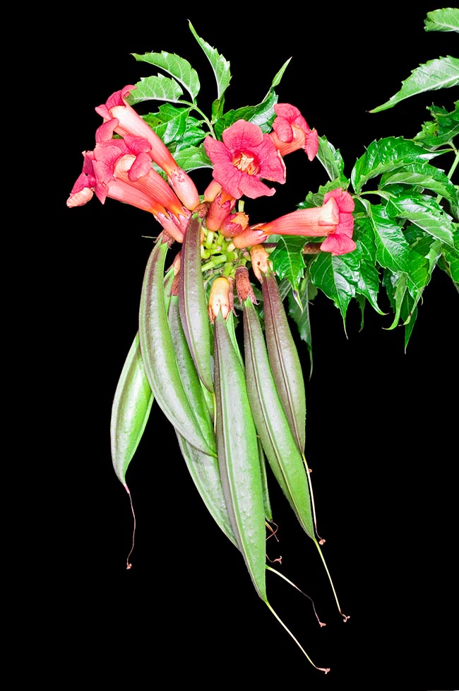 Family Bignoniaceae, Campsis radicans