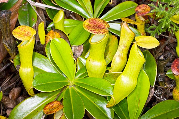 Nepenthes pervillei, Liane pot à eau, Pot à eau