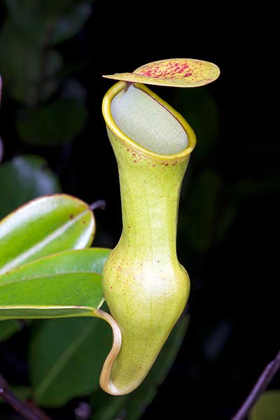 Nepenthes pervillei, Liane pot à eau, Pot à eau