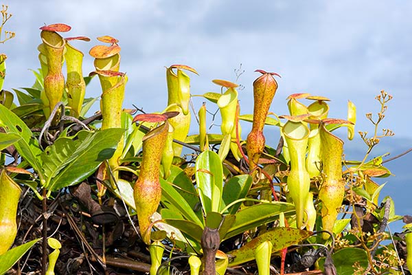 Nepenthes pervillei, Liane pot à eau, Pot à eau