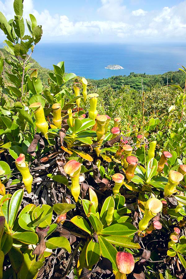 Nepenthes pervillei, Pitcher plant