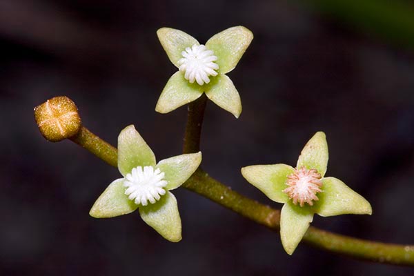 Nepenthes pervillei, Liane pot à eau, Pot à eau, fleurs femelles