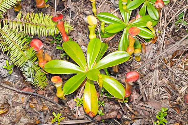 Nepenthes pervillei, Liane pot à eau, Pot à eau