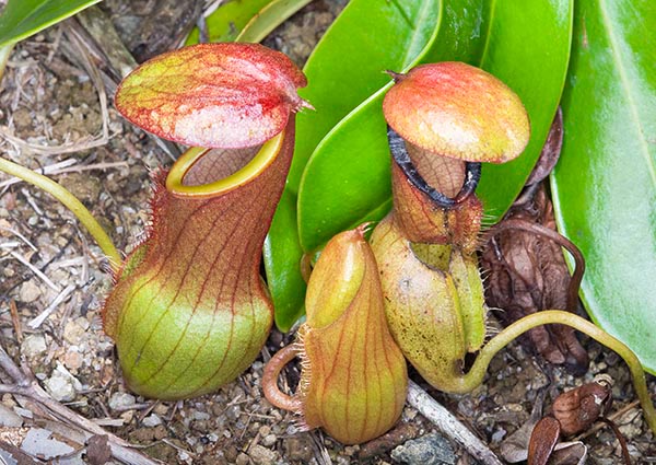 Nepenthes pervillei, Liane pot à eau, Pot à eau