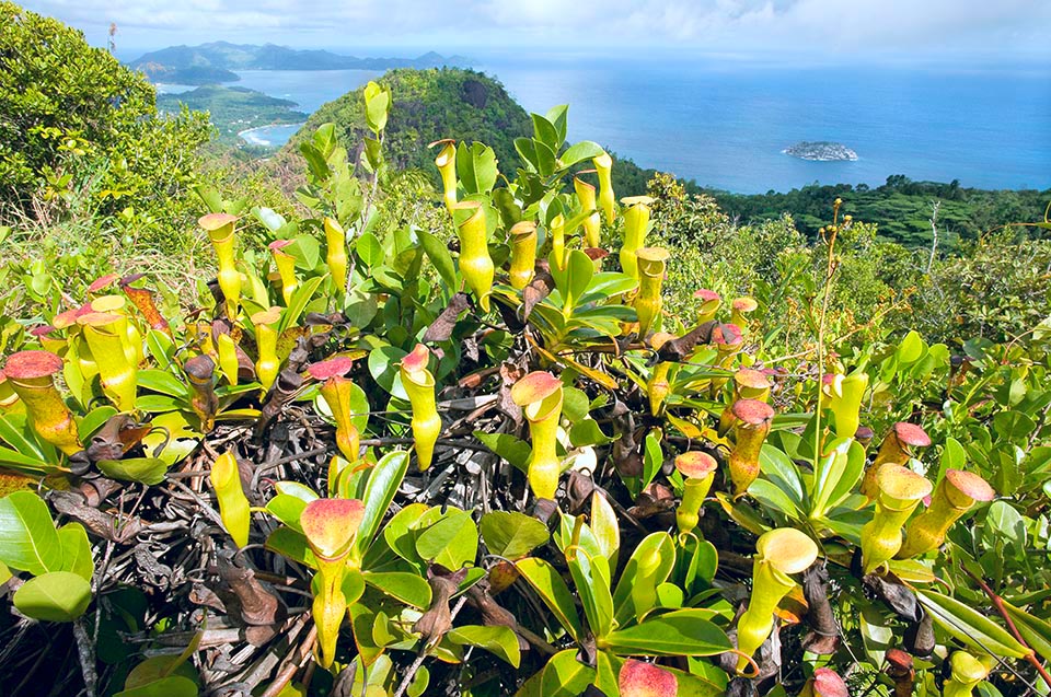 Nepenthes pervillei, Pitcher plant