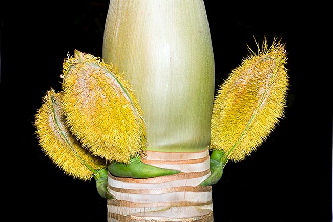 Deckenia nobilis : particolare dei caratteristici astucci che proteggono le infiorescenze immature.