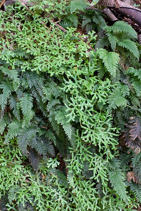 Selaginella fissidentoides, Trichomanes cupressoides