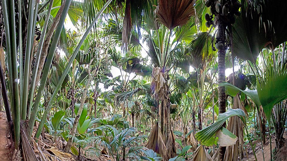 Panoramica a 180° della Vallée de Mai