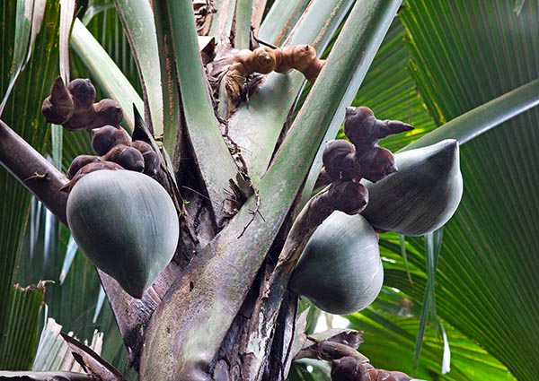 Lodoicea maldivica, Coco fesse fruit