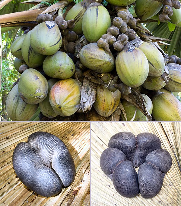 Lodoicea maldivica, Coco fesse fruits