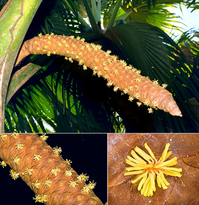 Lodoicea maldivica, Coco fesse male flowers