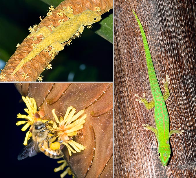 Lodoicea maldivica, impollinazione, Phelsuma, Aeluronyx sechellensis