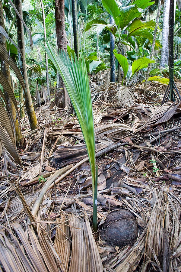 Lodoicea maldivica germinating seed, Coco fesse