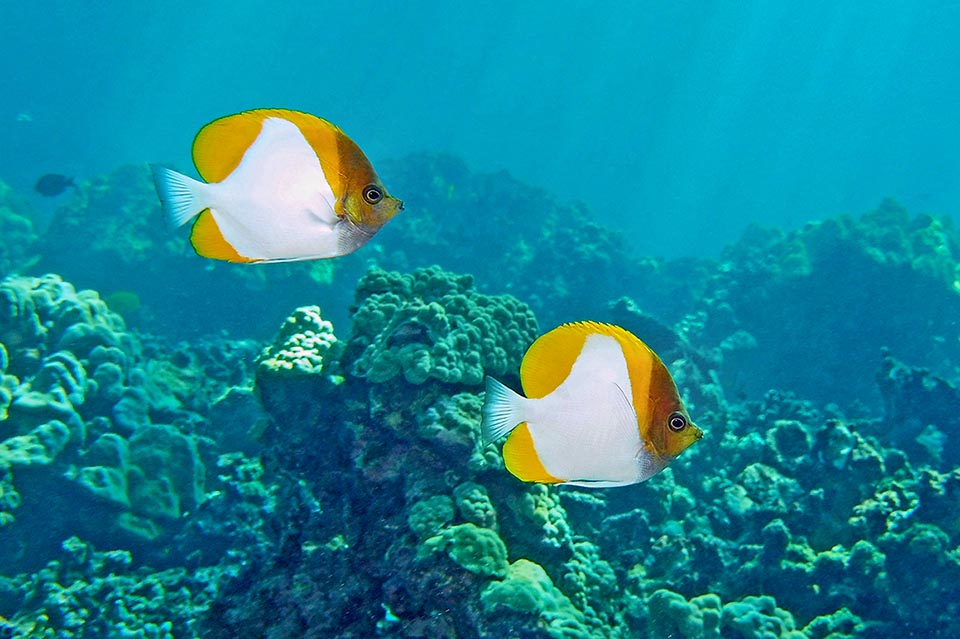 The Pyramid butterflyfish (Hemitaurichthys polylepis), so called due to the clear drawing on the body, lives in the Pacific and East Indian tropical waters
