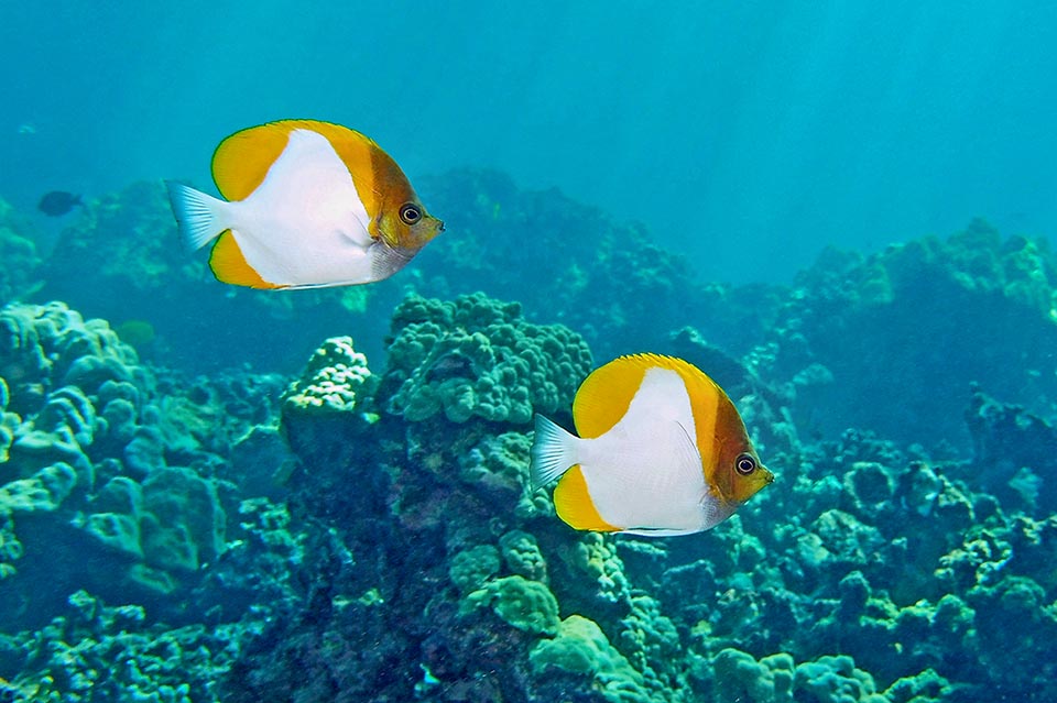 Le Poisson-papillon pyramide (Hemitaurichthys polylepis), ainsi appelé à cause du motif clair sur son corps, vit dans les eaux tropicales du Pacifique et de l'Est de l'océan Indien