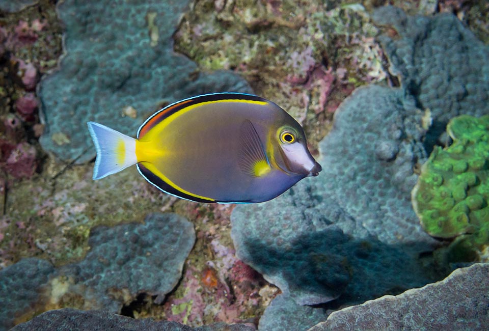 Acanthurus japonicus doesn’t live only in Japan, but up beyond Indonesia. It swims all day on the shelves and on the ridges of reefs between the 5 and the 15 m of depth 