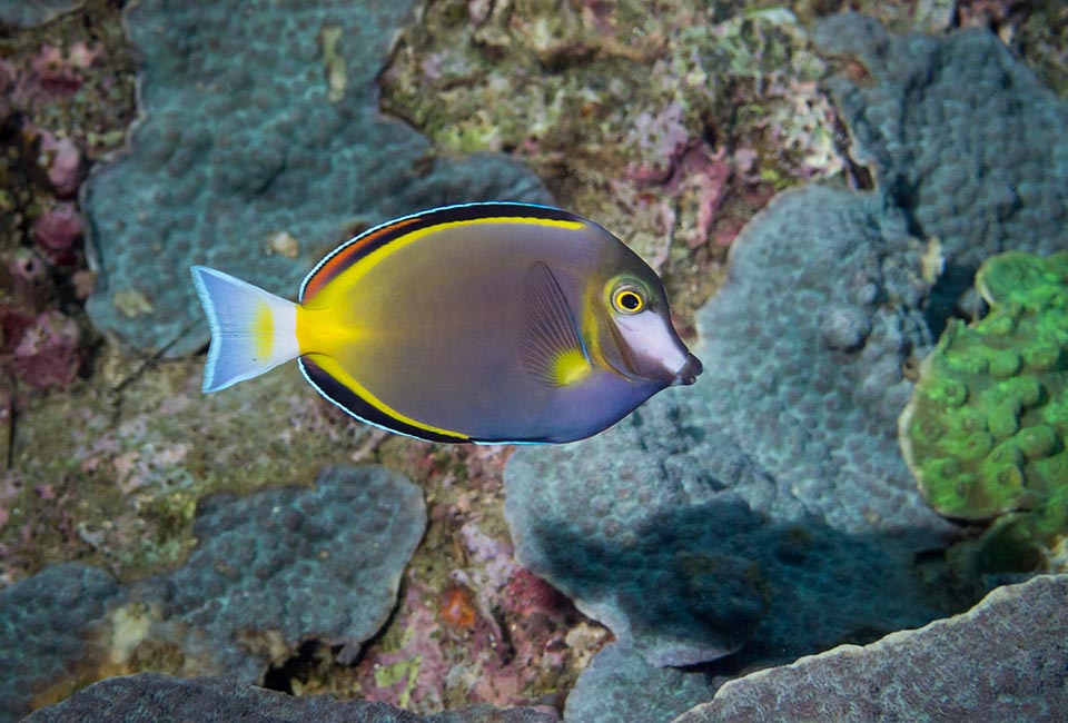 Acanthurus japonicus no vive solo en Japón sino mucho más allá de Indonesia. Nade todo el día en plataformas de coral y arrecifes entre 5 y 15 metros de profundidad 