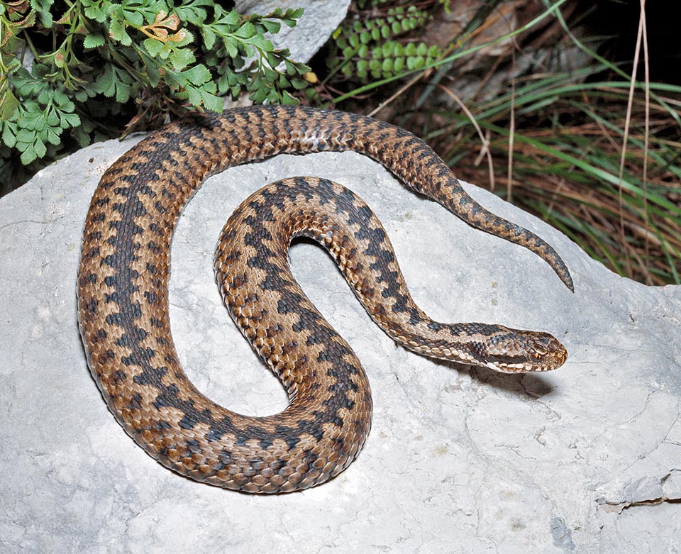 Common in Europe, Vipera berus has an Euro-Asian distribution from Great Britain up to the Pacific Ocean coasts © Giuseppe Mazza