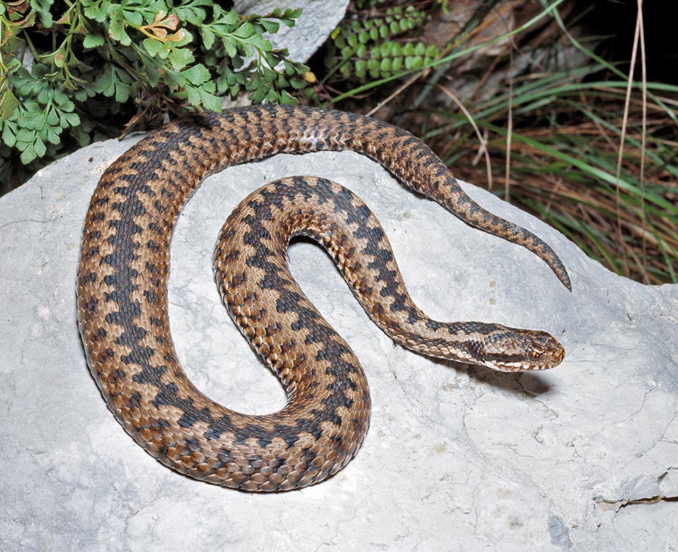 Común en Europa, la Vipera berus tiene una distribución euroasiática, desde Gran Bretaña hasta las costas del océano Pacífico © Giuseppe Mazza