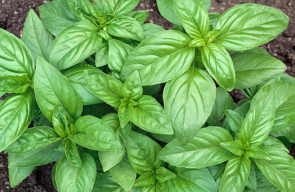 De difícil clasificación a causa de su polimorfismo, la albahaca (Ocimum basilicum) es una especie herbácea originaria de Asia tropical © Giuseppe Mazza