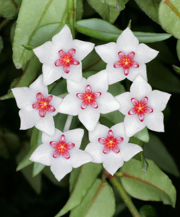 Epífita sufruticosa, muy ramificada en su base, nativa de India y Myanmar, la Hoya lanceolata subsp. bella suele cultivarse. Inflorescencias péndulas con 7-11 flores fragantes, de alrededor de 1,5 cm de diámetro © Giuseppe Mazza