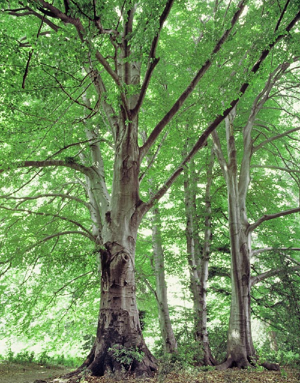 Amply diffused in Europe, the Fagus sylvatica can be 40 m tall © Giuseppe Mazza