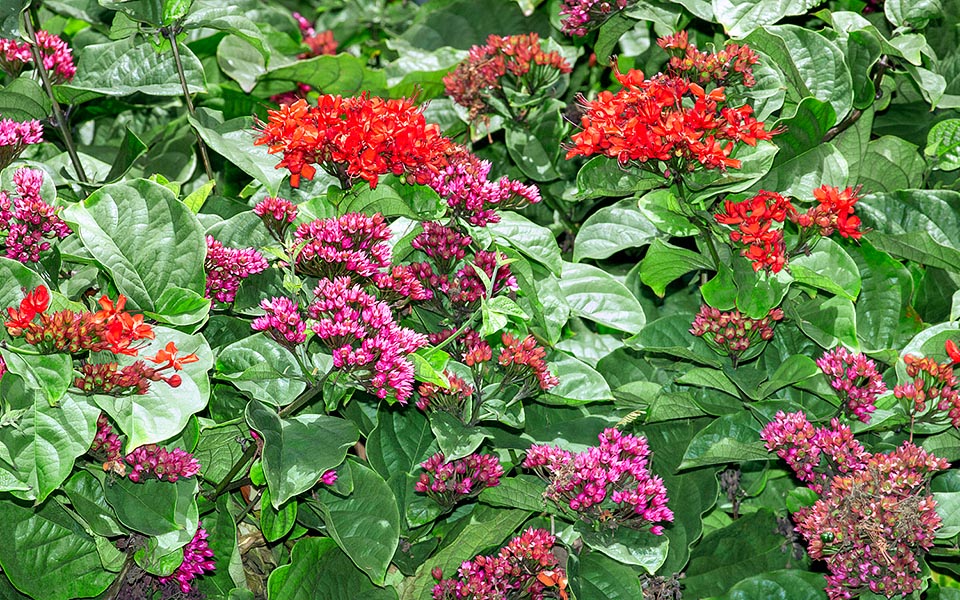 Petali rosso brillante o rosso arancio. Calici persistenti purpurei che recano frutti drupacei carnosi. Parti della pianta, soprattutto le foglie, mostrano virtù medicinali © Giuseppe Mazza