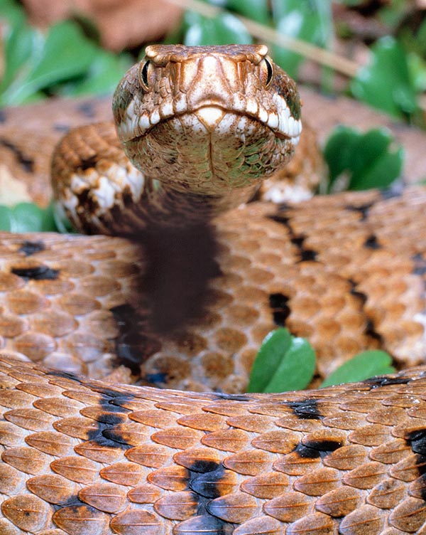 La Vipera aspis está presente en varios países de Europa occidental © Giuseppe Mazza