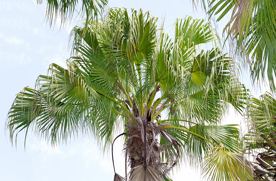 En las florestas ralas de China meridional, Vietnam, Japón y Taiwán, la Livistona chinensis alcanza los 10 m de altura © Giuseppe Mazza