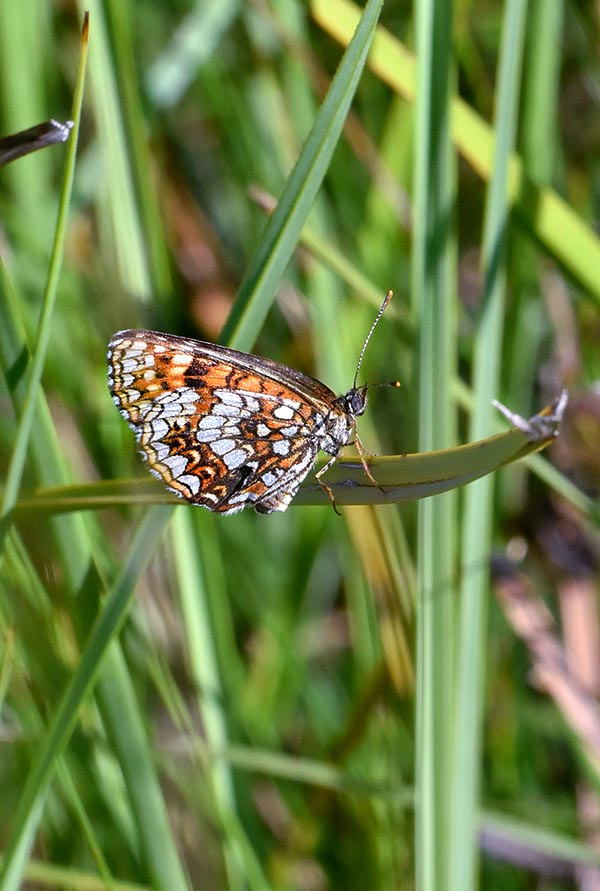 Melitaea diamina, Nymphalidae, Fritillaria nera