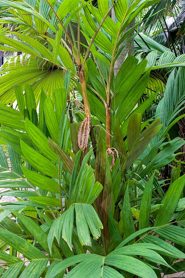 Pinanga kuhlii est une espèce cespiteuse originaire des îles Andaman et des îles de la Sonde © G. Mazza