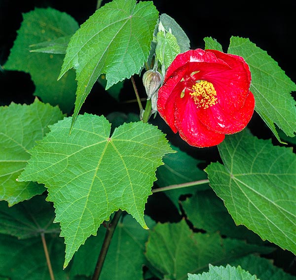 Abutilon × hybridum es un arbusto siempreverde que puede superar los 3 m de altura © Giuseppe Mazza