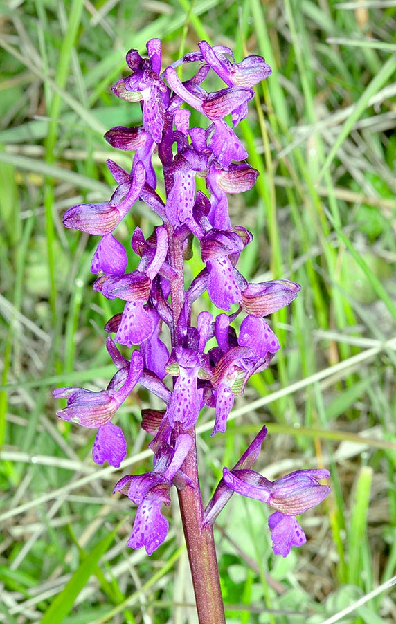 Euro-Mediterranean, Anacamptis morio is one of the most diffused Italian orchids, excluding Sardinia © Giuseppe Mazza