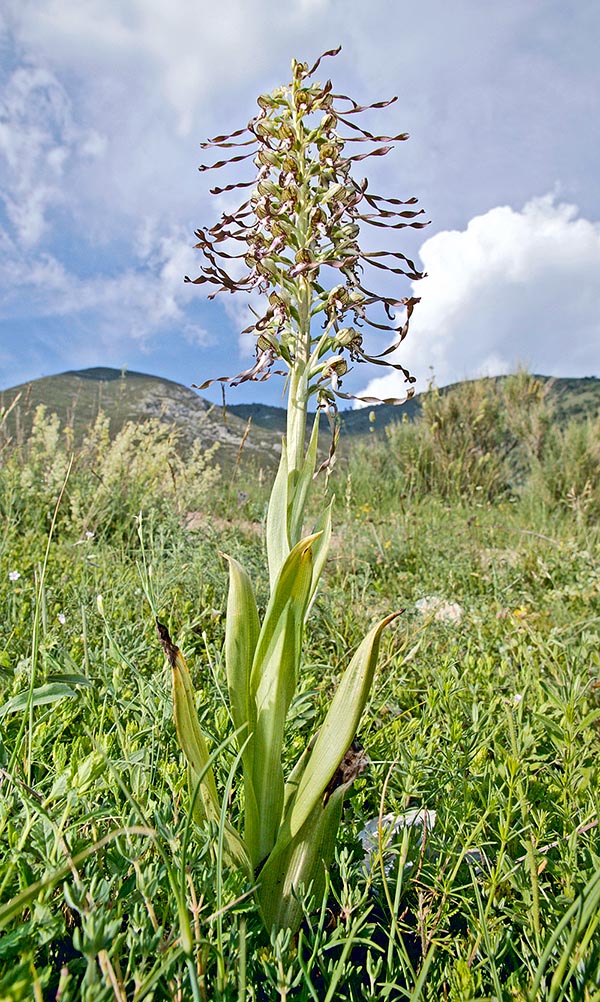 satirion barbado, orquidea hedionda, lizard orchid