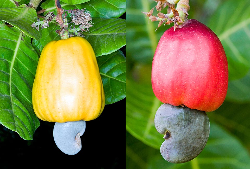 El verdadero fruto, reniforme, contiene una sola semilla. Protegido por una cáscara, que libera un látex irritante al tocarlo, es muy nutritivo y comestible tras su tueste. Lo sostiene un grueso pedúnculo comestible, amarillo o rojo, parecido a una manzana. Jugoso, rico en vitaminas y minerales, sí puede ser consumido fresco © G. Mazza