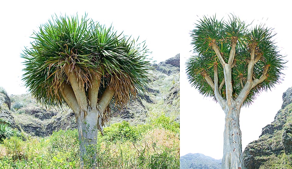 Young specimens of Dracaena draco in the Canaries in their environment. The growth is very slow and the species is considered vulnerable in nature © Giuseppe Mazza