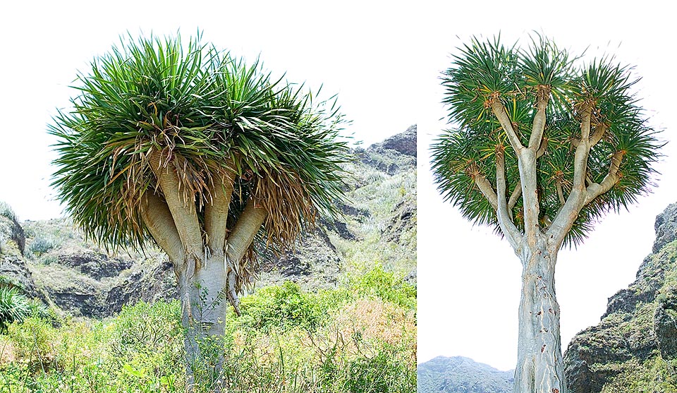 Jóvenes ejemplares de Dracaena draco en las Canarias en su ambiente. El crecimiento es muy lento y la especie está considerada vulnerable en estado silvestre © G. Mazza