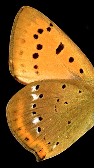 The lower face of the wings is the same for both sexes. Typical of the species is the copper red band below with the white drawings © G. Colombo