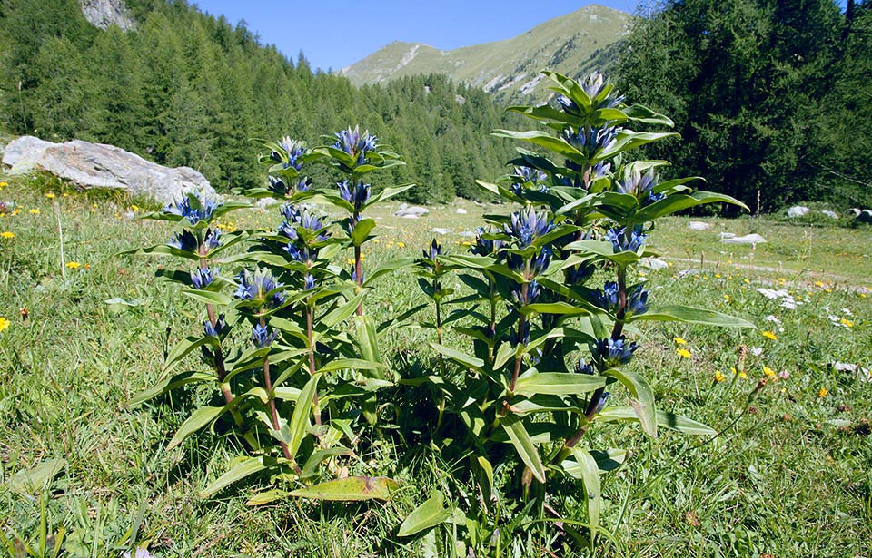 Frecuente en los Alpes, de los 800 a los 2600 m de altitud, y en diversos macizos europeos, la Gentiana cruciata prefiere prados áridos, herbazales, claros y arbustedas © Giuseppe Mazza