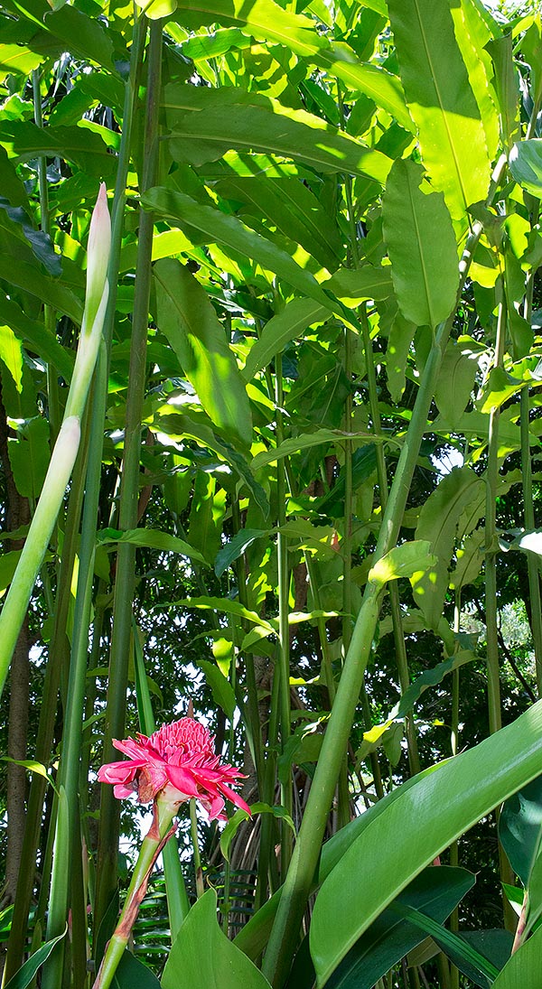 Etlingera eliator, torch ginger, Philippine waxflower, Indonesian tall ginger, Zingiberaceae