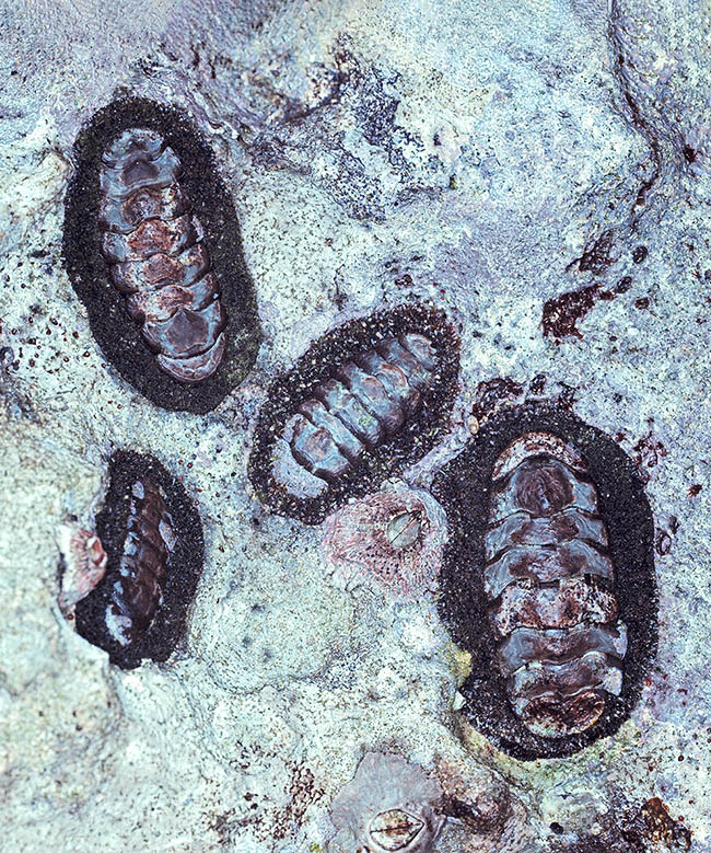 Acanthopleura testudo es un molusco que vive entre los niveles de marea baja y alta, que se muestra aquí a la intemperie adherido a una roca. Es frecuente desde Mozambique, Madagascar y Aldabra hasta las Seychelles 