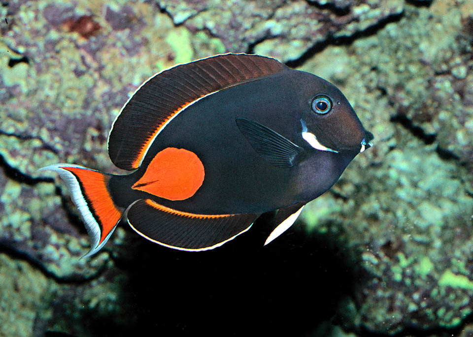 Anything but Achilles heel! The Acanthurus achilles red-orange mark indicates a poisoned razor