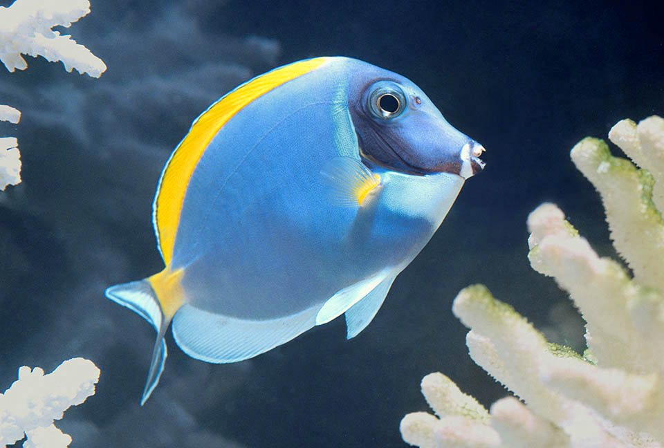 About 20 cm long, Acanthurus leucosternon is present in the tropical waters of the Indian Ocean and nearby Pacific Ocean zones up to Indonesia 