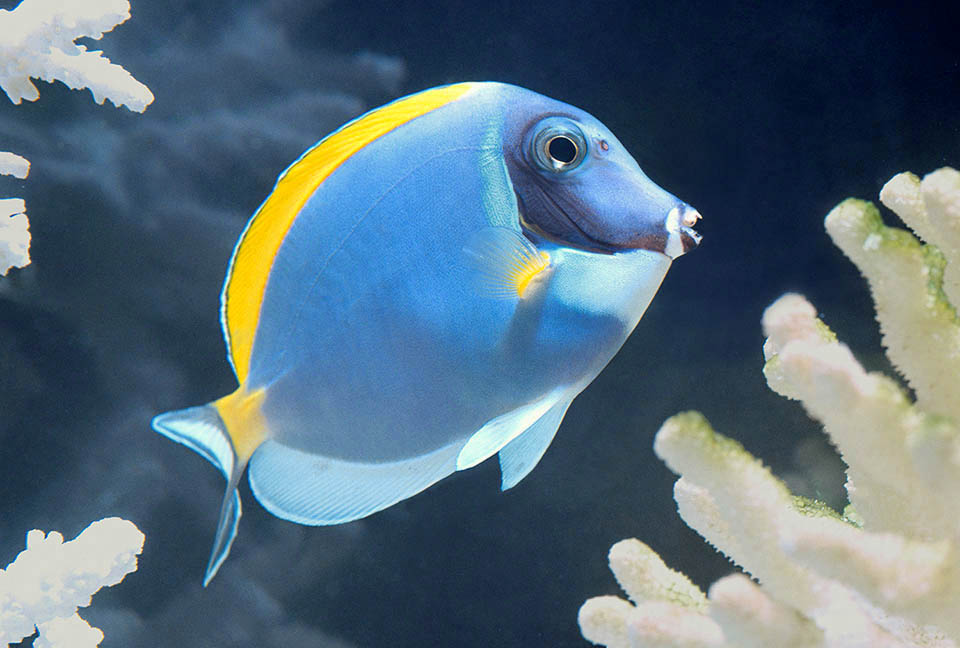 Lungo circa 20 cm, Acanthurus leucosternon è presente nelle acque tropicali dell’Oceano Indiano e zone limitrofe del Pacifico, fino all’Indonesia