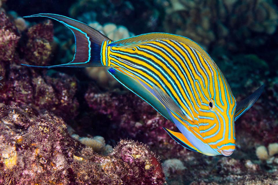 The Lined surgeonfish (Acanthurus lineatus) has a very vast range in the tropical Indo-Pacific, from the African coast up to Hawaii and Marquises Islands