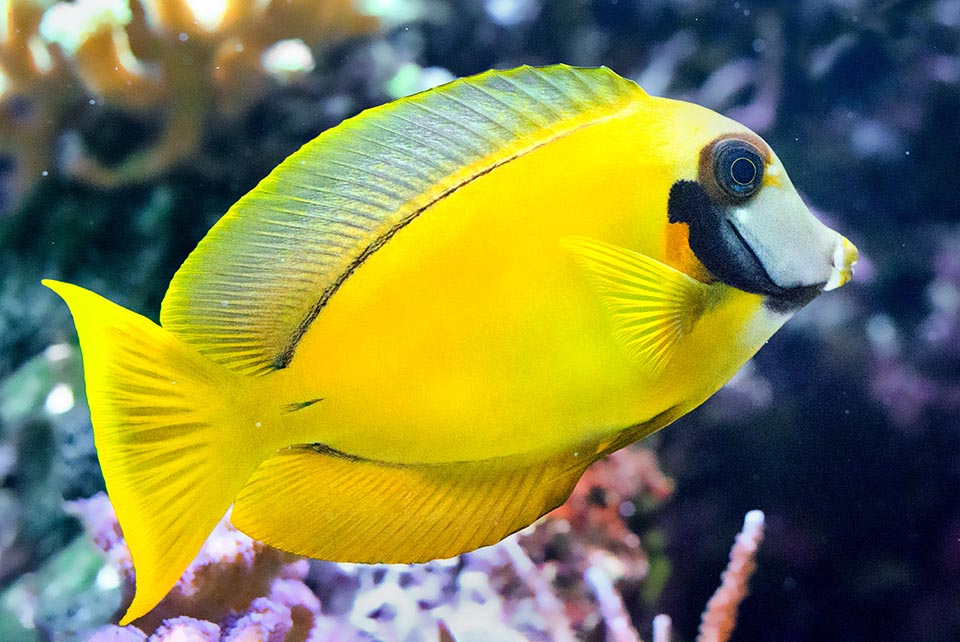 El luminoso Acanthurus pyroferus tiene una amplísima difusión en las aguas del Indo-Pacífico tropical hasta cerca de 60 m de profundidad 