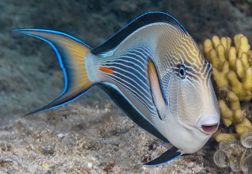 Lungo anche 40 cm, il Pesce chirurgo zebrato (Acanthurus sohal) è presente nell’Oceano Indiano occidentale, dal Mar Rosso al Golfo Persico