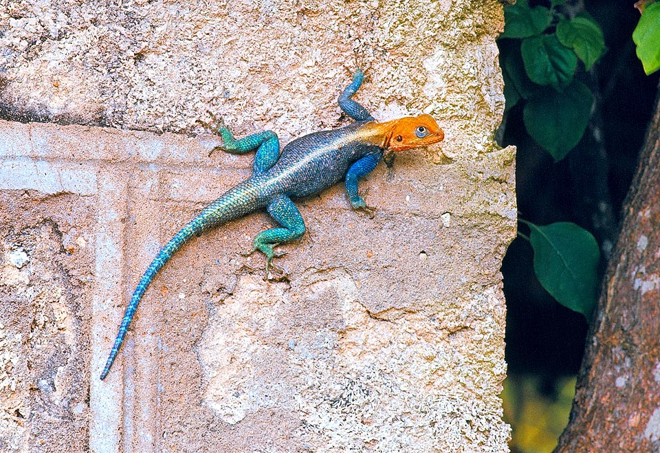 Agama agama, Agamidae, common agama, red-headed rock agama, rainbow agama