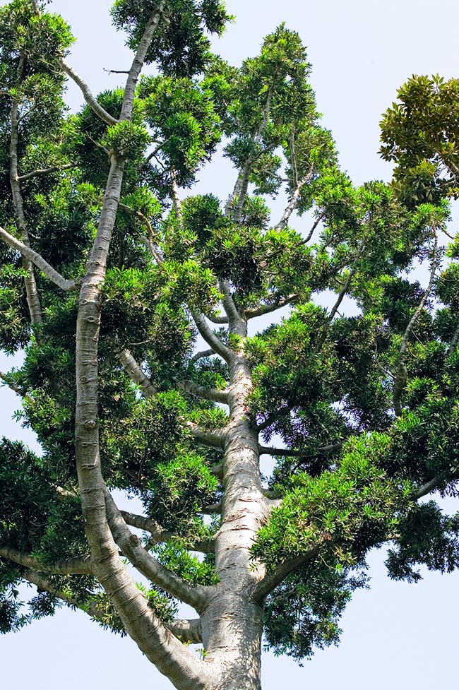 Agathis dammara, Araucariaceae, Amboina pine, Amboina pitch pine, Manila copal, mountain agathis